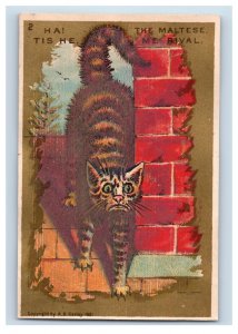 1870's-80's Creepy Cat A.B. Sealey Set Of 6 Original Victorian Trade Card P62