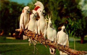 Florida Miami Cockatoos At Hialeah Park