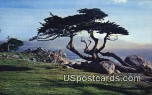 Cypress & Sea Pacific Grove CA 1972