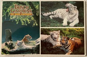 Vintage Postcard 1982 Claw Island Bengel Tigers Busch Gardens Tampa Florida FL