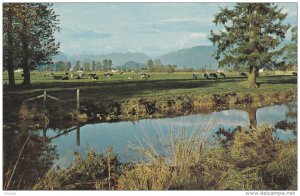 Cows Eating And Relaxing, Fraser Delta, VANCOUVER, British Columbia, Canada, ...