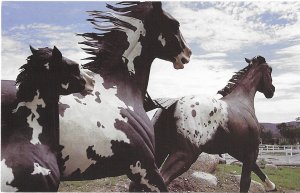The Paint Mare & Foal and an Appaloosa Horse Strength & Speed