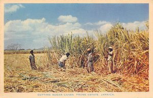 Cutting Sugar Canes at Harvest Time Frome Estate Jamaica Unused 