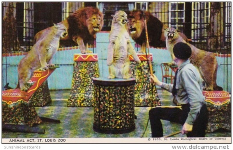 Missouri St Louis Animal Act Lions St Louis Zoo