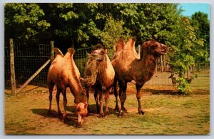 Animals~Catskill New York~Two Humped Bactrian Camels @ Game Farm~Vtg Postcard