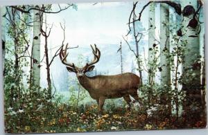 Deer  Buck in Woods - Advert for Harsh Hydraulic Hoists hauling Eaton Colorado