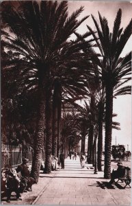 Algeria Algiers, Alger Palmiers du Square Bresson Vintage RPPC C173