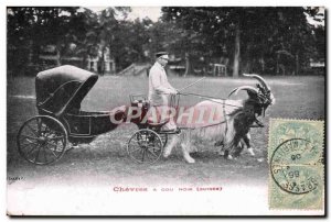 Old Postcard Goat Goats has black neck Switzerland