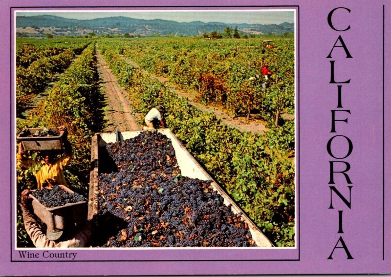 California Wine Country Harvesting Pinot Noir Grapes