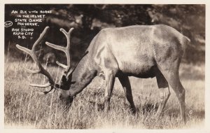 South Dakota State Game Preserve An Elk With Horns In The Velvet Real Photo