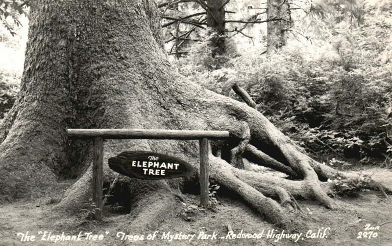 Vintage Postcard 1900's Elephant Tree Trees of Mystery Park Redwood