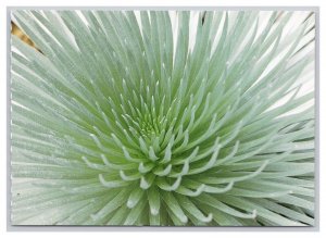 Postcard Silversword Plant Hawaii Continental View