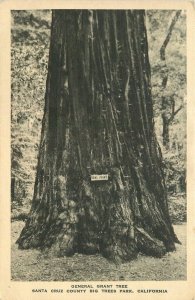 Genral Grant Tree, Santa Cruz California, Big Tree Park Vintage Postcard