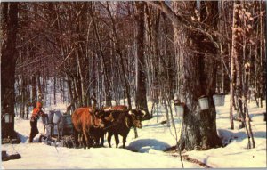 Maple Sugar Time in Vermont Chrome Postcard Y15