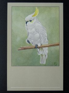 Bird Theme YELLOW CRESTED COCKATOO c1950s Postcard by P. Sluis Series 5 No.49