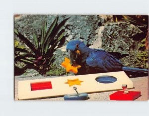 Postcard Jackie, performing Macaw, Parrot Jungle, Miami, Florida