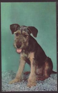 Sad Sack,Dog Postcard 