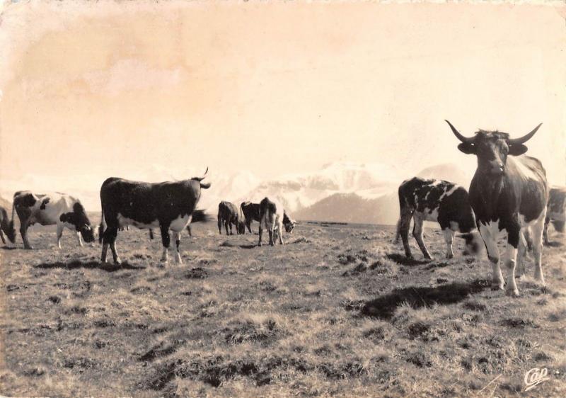 BR48795 le Mont dore cow vaches paturages sur les haute plateaux      France