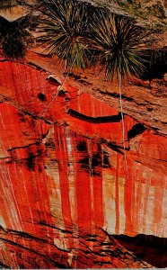 Utah Zion National Park White Cliffs Yucca and Red-Streaked Wall 1968