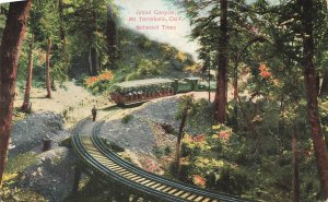 Mt. Tamalpais CA Grand Canyon Redwood Trees Railroad Train Postcard