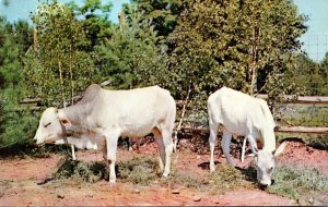 New York Catskill Game Farm Indian Sacred Cattle From The Land Of Temple Bells