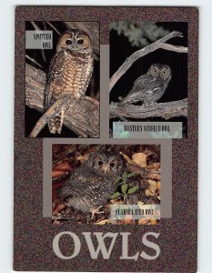 Postcard Owls, Southwestern Arizona, USA