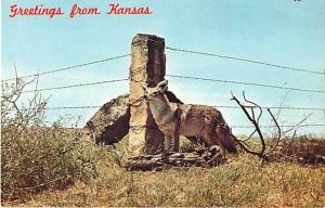 Ellis County Wheat Harvest Greetings from Kansas KS