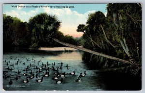 Wild Ducks On A Florida River, Antique Cochrane Postcard