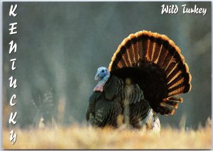 VINTAGE CONTINENTAL SIZE POSTCARD KENTUCKY WILD TURKEY