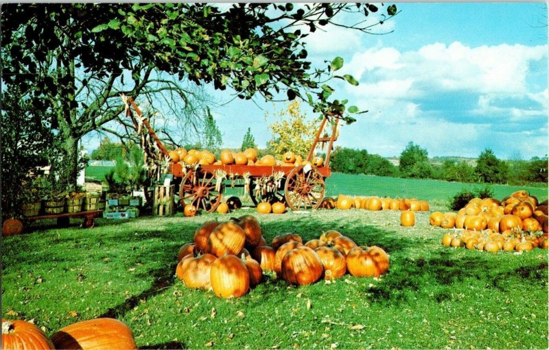 Autumns Golden Harvest Finger Lake New York State Albert Brooman Postcard Vtg 