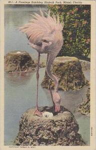 Florida Miami A Flamingo Hatching Park