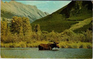 Postcard ANIMAL SCENE Burnaby British Columbia BC AK1968