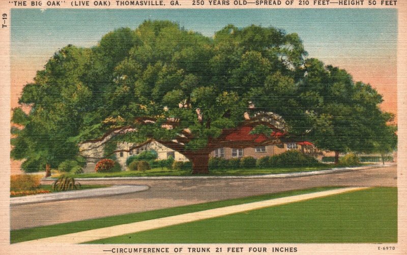 Vintage Postcard Big Live Oak Tree 250 Years Old Giant Trunk Thomasville Georgia