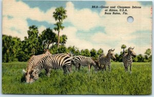 M-1673 Grant and Chapman Zebras at Africa USA Boca Raton Florida