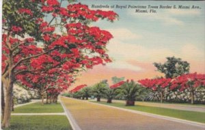 Florida Miami Hundreds Of Royal Poinciana Trees Along South Miami Avenue 1940...