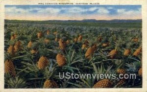 Pineapple Harvesting - Hawaiian Islands , Hawaii HI