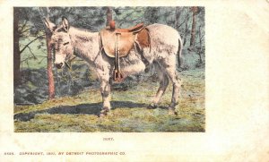 IKEY SADDLED MULE DONKEY PMC POSTCARD 1901