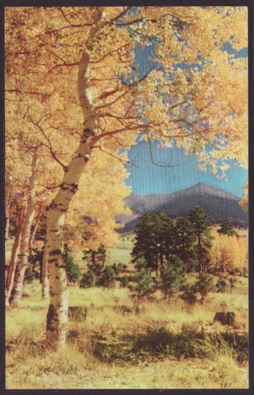 Aspens Postcard BIN