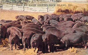 Hogs We Raise Rock Island, Ill, USA Pig Postage Date Used 