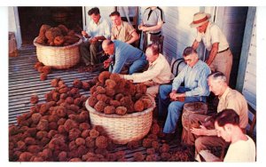 FL - Tarpon Springs. Trimming, Sorting & Grading Sponges at the Dock