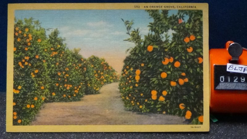 STD Vintage An Orange Grove Unposted Linen c1931 California