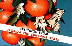 Greetings Florida FL Sunshine State Close View Oranges Butterfly Postcard Unused 