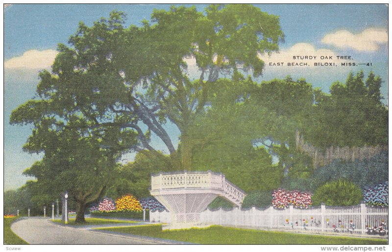 Sturdy Oak Tree , East Beach , BILOXI , Mississippi , 1930-40s