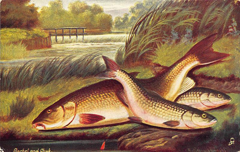 Raphael Tuck British Fish Series II Barbel and Chub Postcard