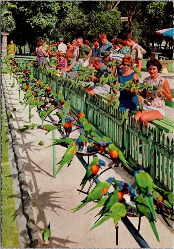 Birds The Sanctuary Currumbin Beach Queensland Australia Vintage Postcard D46