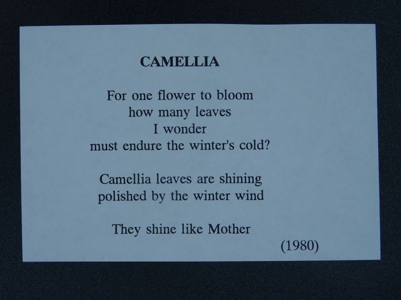 CAMELLIA Paintings Poems by Japanese Disabled Artist Tomihiro Hoshino PC