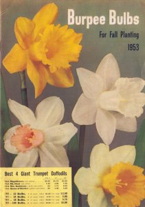 1953 Burpee Bulbs Fall Catalog  Plants Flowers  9 x 7