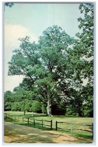 c1950's World Largest Pecan Tree Natchez Trace State Park Lexington TN Postcard