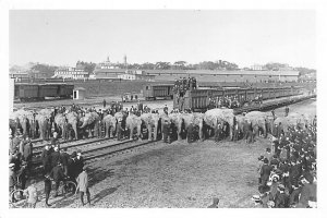 Unloading Elephants From Circus Train, The John And Marble Ringling Museum Of...