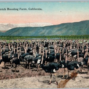 c1910s California Cawston Ostrich Breeding Farm Bird Zoo Julius Hecht CA A190